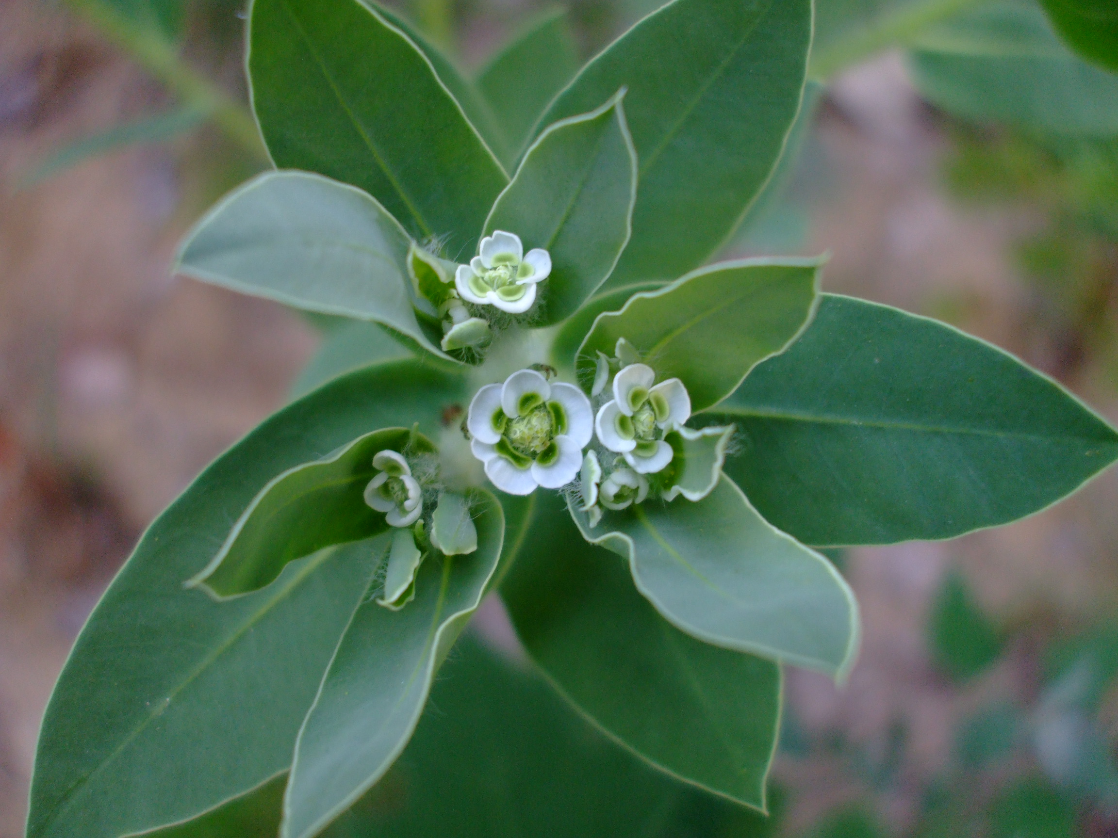 Euphorbia marginata